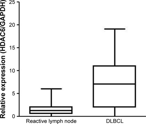 Figure 2 Quantitative real-time PCR detects HDAC6 mRNA expression.