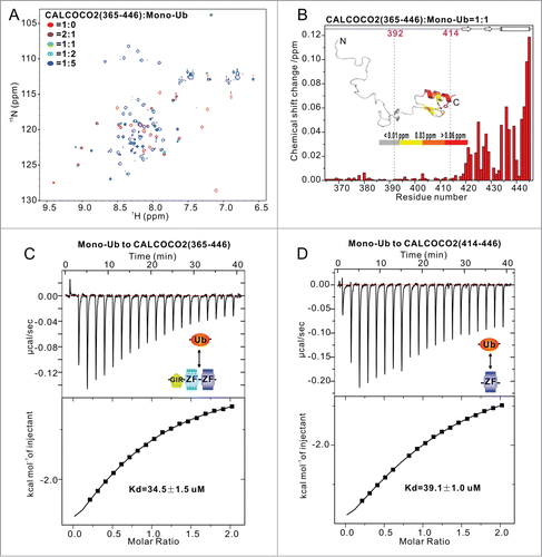 Figure 2. Only the ZF2 domain of CALCOCO2 is able to bind ubiquitin. (A) Superposition plot of the 1H-15N HSQC spectra of CALCOCO2(365–446) titrated with increasing molar ratios of mono-ubiquitin. (B) Plot of backbone amide chemical shift differences as a function of the residue number of CALCOCO2(365–446) between the wild type and the protein titrated with mono-ubiquitin at the molar ratio of 1:1. The secondary structure of CALCOCO2(365–446) is also indicated at the top of the figure. The insert shows the shift changes mapped onto a representative NMR structure of CALCOCO2(365–446). In this representation, the combined 1H and 15N chemical shift changes are defined as: Δppm = [(ΔδHN)2 + (ΔδN×αN)2]1(2. Where ΔδHN and ΔδN represent chemical shift differences of amide proton and nitrogen chemical shifts of each residue of CALCOCO2(365–446). The scaling factor (αN) used to normalize the 1H and 15N chemical shift is 0.17. (C) ITC-based measurement of the binding affinity of CALCOCO2(365–446) with mono-ubiquitin. (D) ITC-based measurement of the binding affinity of CALCOCO2(414–446) with mono-ubiquitin.