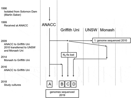 Figure 1. Historical time line of Raphidiopsis raciborskii CS-506 A-D cultures.