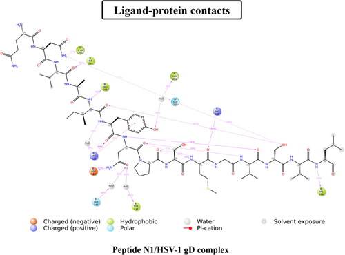 Figure 4. 2D diagram of ligand‒protein interaction of the peptide N1/HSV-1 gD complex.