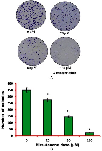 Figure 3. (A) Pictures representing thyroid MDA-T32 cancer cell colonies after 48 h of hirsutenone treatment and 10 days of incubation. Experiments were performed three times. (B) Graphical representation of number of cell colonies after hirsutenone exposure. It was observed that number of cell colonies appeared to be decreasing with increasing drug doses. Data is revealed as means ± standard deviation with replications n = 3. *P < 0.05.