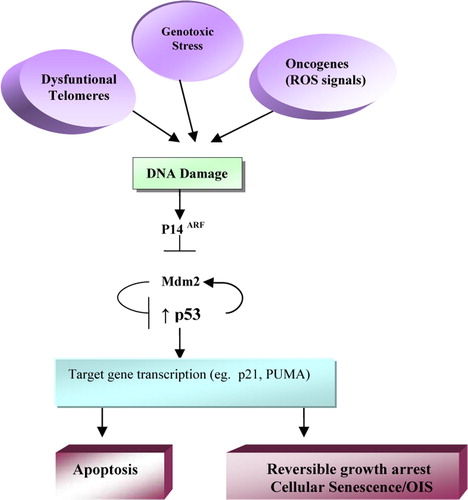 Figure 1.  ARF-p53 senescence pathway. The p53-mediated response is activated by DNA damage, dysfunctional telomeres, and genotoxic stress. E.g., the ROS (Reactive Oxygen Species) produced by mitogenic signaling pathways. Proteín p14ARF inhibits mdm2 protein, which in turn favors degradation of p53. Transcription of genes that depend on p53, including the gene encoding for p21, induces senescent-type arrest of cell growth. This arrest cannot be reversed by physiological mitogens but is reversible by inactivation of p53. (Modified from Campisi, 2005)