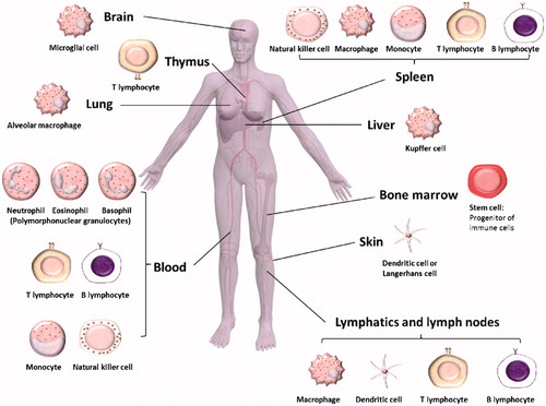 Figure 1. Distribution of immune cells in various organs of the human body. Reproduced with permission from [Citation13]. Copyright 2013 Royal Society of Chemistry.