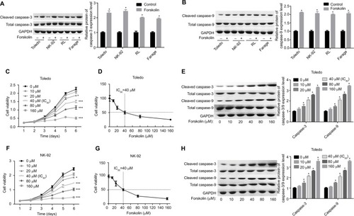Figure 1 Forskolin promoted the protein expression of cleaved caspase-3/9 and repressed cell growth in NHL cells.Notes: (A, B) Toledo, NK-92, RL, and Farage cells were treated with 30 μM of forskolin for 48 hours, then the cells were harvested for Western blotting to assess the expression of total or cleaved caspase-3/9. (C) MTT assay was conducted to test the cell growth after Toledo cells were administered 0, 20, 40, 80, or 160 μM of forskolin for 1, 2, 3, 4, 5, or 6 days. (D) Toledo cells were administered 0, 20, 40, 80, or 160 μM of forskolin for 48 hours, then MTT assay was used to evaluate the IC50 of forskolin. (E) Toledo cells were incubated with 0, 20, 40, 80, or 160 μM of forskolin for 48 hours, then Western blotting analysis was carried out to detect the expression of total or cleaved caspase-3/9. (F) MTT assay was conducted to test the cell growth after NK-92 cells were administered 0, 20, 40, 80, or 160 μM of forskolin for 1, 2, 3, 4, 5, or 6 days. (G) NK-92 cells were administered 0, 20, 40, 80, or 160 μM of forskolin for 48 hours, then MTT assay was used to evaluate the IC50 of forskolin. (H) NK-92 cells were incubated with 0, 20, 40, 80, or 160 μM of forskolin for 48 hours, then Western blotting analysis was carried out to detect the expression of total or cleaved caspase-3/9 (n=3, *P<0.05, ***P<0.001, forskolin group vs control group).Abbreviations: GAPDH, glyceraldehyde 3-phosphate dehydrogenase; NHL, non-Hodgkin’s lymphoma.