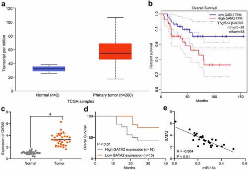Figure 6. GATA2 may serve as a prognostic marker indicating poor prognosis in patients. a, GATA2 expression in OS and normal tissues predicted on TCGA database (p < 0.05, unpaired t test); b, the relevance between GATA2 and survival rate of patients predicted on TCGA database (p < 0.05, Kaplan-Meier analysis); c, mRNA expression of GATA2 in the collected tumor tissues and paired normal ones from patients determined by RT-qPCR (n = 31, p < 0.05, paired t test); d, relevance between GATA2 expression and the survival rate of patients (p < 0.05, Kaplan-Meier analysis). e, a negative correlation between GATA2 and miR-15a expression in the OS tumors (*p < 0.01, r = −0.804, Pearson’s correlation analysis). Repetition = 3