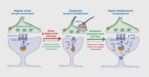 Figure 2. Stress and depression decrease, while rapid-acting antidepressants (eg, ketamine) increase, synaptic connections. Under normal, nonstress conditions, synapses of glutamate terminals are maintained and regulated by circuit activity and function, including activity-dependent release of brain derived neurotrophic factor (BDNF) and downstream signaling pathways. Stress and depression are associated with neuronal atrophy and decreased synaptic connections in the prefrontal cortex and hippocampus. This is thought to occur via decreased expression and release of BDNF as well as increased levels of adrenal glucocorticoids. This decrease has been compared with long-term depression (LTD). Rapid-acting antidepressants, notably ketamine, cause a burst of glutamate that results in an increase in synaptogenesis that has been compared with long-term potentiation (LTP). The increase in glutamate is thought to occur via blockade of N-methyl-Daspartate (NMDA) receptors located on inhibitory γ-aminobutyric acid (GABA)--ergic neurons, resulting in disinhibition of glutamate transmission. The burst of glutamate increases BDNF release and causes activation of mammalian target of rapamycin (mTOR) signaling, which then increases the synthesis of synaptic proteins required for new spine synapse formation. These new connections allow for proper circuit activity and normal control of mood and emotion. However, the new synapses are unstable and are lost after about 10 days, which coincides with depression relapse in patients. Akt, protein kinase b; AMPA, α-amino-3-hydroxy-5-methyl-4-isoxazolepropionicacid; ERK, extracellular signal-regulated kinases; GABA, γ-aminobutyric acid; GSK, glycogen synthase kinase; PP1, phosphoprotein phosphatase 1; TrkB, tropomyosin receptor kinase B