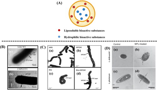 Figure 3. Liposomal structures for encapsulation of bioactive substances (A). TEM analysis of strains grown in AOAC medium (B). (a) L. rhamnosus GG wild-type (LGG WT); (b) welE mutant CMPG5351 (Lebeer et al. Citation2009). TEM analysis of LGG grown after 3 h of incubation (C). (a) in MRS broth; (b) MRS broth with 5 g/L MFGM-10; (c) 0.5% bile in MRS broth; (d) 0.5% bile in MRS broth with 5 g/L of MFGM-10 (Zhang et al. Citation2020). TEM analysis of the effect of MFGM phospholipids in the cell morphology (D). (b) and (d) have MFGM phospholipids adhered to L. delbrueckii and L. plantarum obviously (the arrows indicate accumulation of MFGM phospholipids on the cell wall) (Ortega-Anaya, Marciniak, and Jiménez-Flores Citation2021).