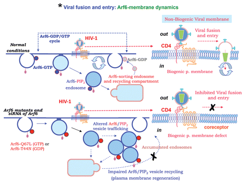 Figure 2 Arf6-membrane dynamics regulates efficient HIV-1 infection. HIV-1 requires Arf6-coordinated membrane dynamics to efficiently fuse with plasma membrane and promote entry and infection of CD4+ T lymphocytes. In fact, movement of PIP2-associated membrane structures, driven by the Arf6-GTP/GDP cycle activity on plasma membrane from a sorting and recycling endosomal compartment, assures the regeneration of cell-surface membrane by coordinating the turnover of these PIP2-associated vesicles. This membrane traffic has synergy with the key first HIV-1/receptors interactions to promote pore fusion formation, between the non-regenerative HIV-1 viral membrane and the dynamic cell-surface, thereby favouring efficient virus-cell fusion, entry and infection (scheme corresponding to early fusion and entry steps of the HIV-1 infection process, also indicated in Fig. 1 by an asterisk). The alteration of the Arf6-GTP/GDP cycle, by GDP-bound or GTP-bound mutants provokes an accumulation of Arf6/PIP2-membrane structures on the plasma membrane. Specific Arf6 silencing also inhibits HIV-1-envelope-induced membrane fusion, entry and infection of T lymphocytes and permissive cells, regardless of viral tropism.