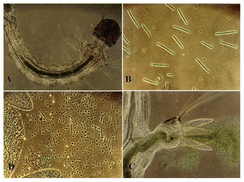 Figure 1 Anabaena siamensis is ingested and digested by Aedes aegypti larvae. A second instar larva of A. aegypti ingests (A) Anabaena siamensis (B), excreting from its anus, (C) leaving behind digested filaments and intact heterocysts (D).