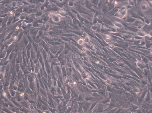 Figure 3. The cells in the experimental group adhered nearly completely on day 7 after inoculation, the cell morphology was normal (× 200).