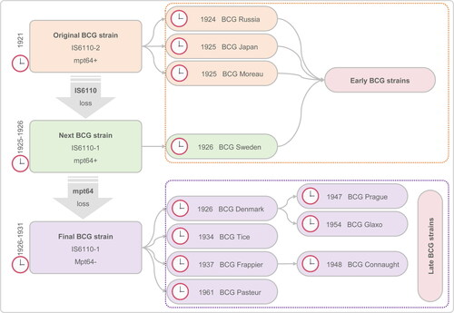 Figure 1. Evolutionary history and genetic makeup of BCG vaccine strains. The strains are based on the IS6110 and mpt64 typing. The BCG vaccine strains were produced in 1921 at the Pasteur Institute and the strains were distributed globally and used subsequently for vaccine. Figure modified from Behr and Small and Miyasaka [Citation13, Citation16].