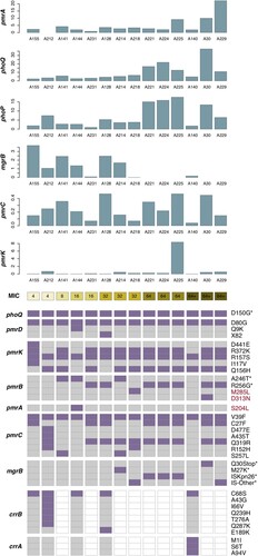 Figure 3. Transcriptional level and substitution mutations of chromosomal regulators in colistin-resistant isolates. The top six bar plots show the transcriptional level of six chromosomal regulators, with the x-axis represents 14 colistin-resistant isolates, ordered according to their colistin MICs, see the colour scale under the bar plot of pmrK. The prevalence of substitution mutations identified in nine chromosomal regulators are displayed in the heatmap following the colistin MICs. Each row shows a mutation site of corresponding gene (see the rightmost text), with mutated isolated colored in purple and those with no corresponding variation in grey. Genes absent in isolates are colored in white. Mutation reported in previous studies are marked with * in the rightmost. Three newly identified mutations which we speculated might have relation to colistin resistance are highlighted in red text.
