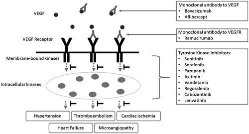 Figure 2. By blocking vascular endothelial growth factors (VEGFs), their receptors, or signal pathways, VEGF inhibitors undermine endothelial cell integrity and the balance between vasodilation and vasoconstriction, leading to hypertension, cardiac ischemia, thromboembolism, heart failure and microangiopathy.