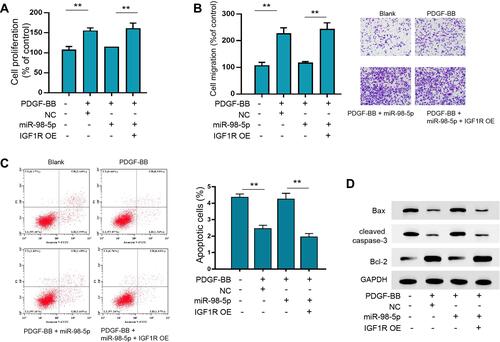 Figure 6 IGF1R mediated miR-98-5p-suppressed proliferation and migration of ASMCs. ASMCs were treated with PDGF-BB, and transfected with miR-98-5p, IGF1R overexpressing vector (IGF1R OE) or negative controls. Then the proliferation (A), migration (B), and apoptosis (C) of ASMCs were determined by CCK-8, Transwell, and flow cytometry assay, respectively. (D) The expression of Bax, cleaved caspase-3, and Bcl-2 was measured by Western blot analysis. **p < 0.01.