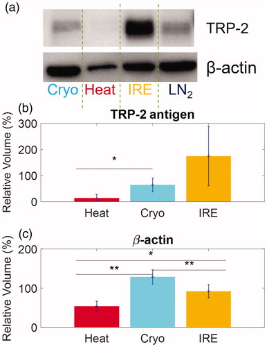 Figure 4 Quantification of antigen release by different focal therapies by Western blots. (a) A representative Western Blot image showing TRP-2 and β-actin release from B16 cells after focal therapy and control LN2 exposure. (b) Comparison of the normalized intensities of TRP-2 antigen from differently treated cell lysates from Heat, Cryo and IRE. (c) Comparison of the normalized intensities of β-actin. Data are shown in average ± standard deviation. *p < .05, **p < .01.