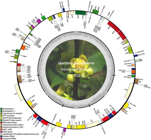 Figure 1. Circular map of the chloroplast genome of G. paucinervis. Genes belonging to different functional groups are highlighted in different colours. Genes on the outside of the circle are transcribed counter-clockwise, while genes on the inside are transcribed clockwise. The darker grey in the inner circle corresponds to GC content, and the lighter grey corresponds to AT content.