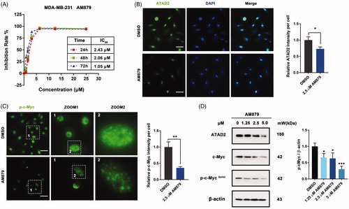 Figure 4. AM879 inhibits ATAD2 activity in MDA-MB-231 cells. (A) MTT assays were performed to measure the antiproliferative potency of AM879 against MDA-MB-231 cells. (B) MDA-MB-231 cells were treated with 2.5 µM AM879 then the expression of ATAD2 was detected by immunocytochemistry. Green: anti-ATAD2; Blue: DAPI. Scale bar = 50 µm. (C) MDA-MB-231 cells were treated with 2.5 µM AM879 then the expression of p-cMyc was detected by immunocytochemistry. Green: anti-p-cMyc. Scale bar = 50 µm. (D) Cells were treated with 1.25, 2.5 and 5.0 µM AT879 for 24 h, then the expressions of ATAD2, c-Myc and p-cMyc were detected by western blot analysis. β-actin was measured as the loading control.