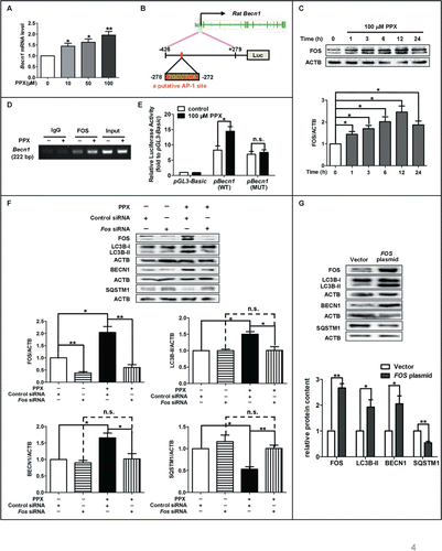 Figure 4. FOS is essential for PPX-induced BECN1 upregulation and autophagy increases. (A) PC12 cells were treated with PPX at the indicated concentration, and Becn1 mRNA levels were determined by quantitative PCR at 6 h after treatment. One-sample t test. N=5. (B) The schematic model for the localization of the putative AP-1 site (−278 to −272) in the rat Becn1 promoter. (C) PC12 cells were treated with 100 μM PPX for the indicated time, followed by western blot analysis for FOS protein levels. One-sample t test, n=4. (D) PC12 cells were treated without (−) or with (+) 100 μM PPX for 12 h. ChIP assays were then performed using 10 μg anti-FOS or normal IgG, and the mRNA levels of immunoprecipitated rat Becn1 promoter region spanning the putative AP-1 site (−319 to −98) were measured by reverse transcription PCR. Input DNA was shown as controls. (E) PPX resulted in an increase in the promoter activity of WT but not mutant (MUT) Becn1 in PC12 cells. One-sample t test. N=3. (F) PC12 cells were transfected with control or Fos siRNA for 36 h, followed by PPX treatment for 12 h. One-sample t test and Student t test. N=4. (G) Effect of FOS overexpression on the levels of autophagy markers. PC12 cells were transfected with FOS construct or its vector for 48 h and subjected to 100 μM PPX for 12 h. One-sample t test. N=3 or 4. *, P<0 .05; **, P<0 .01; ***, P<0 .001; n.s., not significant.