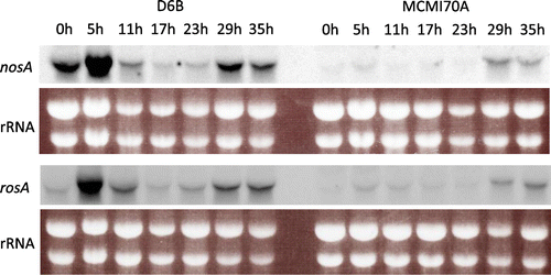 Fig. 3. Time course expression of nosA and rosA genes and effect of the mcmA mutation on their expression.