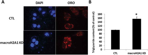 Figure 6. Lipid accumulation in HepG2 macroH2A1 knockdown (KD) cells. A. HepG2 KD and CTL cells were grown on coverslips in standard cell media, and were stained with Oil Red O (ORO) solution and counterstained with DAPI to identify the nuclei. ORO was visualized by fluorescence microscopy. B. The extract solution containing ORO released from staining was then transferred well by well to a 96-well plate for OD measurement at 405 nm using a Microplate Reader. The data represent the means ± S.E.M. C. Triglyceride content in KD versus CTL cells. *P < 0.05 change versus CTL; n = 3.