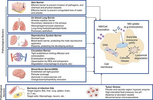 Figure 10 Types and Mechanisms of Specific Barriers.