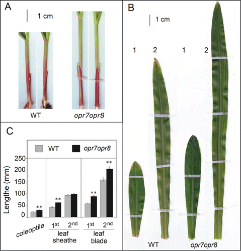 Figure 1. JA-deficient mutant opr7opr8 has larger seedling size than WT. (A) opr7opr8 showed longer coleoptile and sheath of first leaf than WT. (B) opr7opr8 showed longer first and second leaf blades than WT. (C) The length measurements of coleoptiles and first and second leaf sheaths and blades of opr7opr8 and WT.