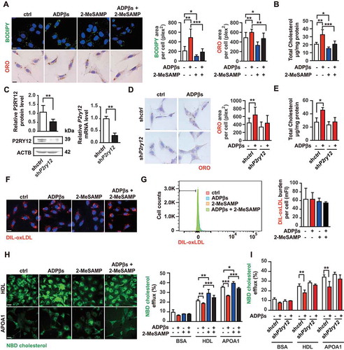 Figure 3. The P2RY12 receptor promotes VSMC-derived foam cells by inhibiting cholesterol efflux. (A) Confocal images (upper) or optical images (bellow) of VSMCs labeled by BODIPY or ORO. Ox-LDL-stimulated VSMCs were treated with vehicle control, a P2RY12 receptor activator (ADPβs), a P2RY12 receptor inhibitor (2-MeSAMP), or a combination of the two and then imaged 24 h post-stimulation. The average body (left) or ORO (right) area per cell was assessed. Scale bar: 10 μm. (B) Total cholesterol levels in VSMCs were determined as described in A. (C) WB and PCR analysis of VSMCs transfected with a lentivirus containing the control vector (shctrl) or the P2RY12 receptor shRNA (shP2ry12). (D) ORO images of ox-LDL-loaded VSMCs in the indicated group. The graph shows the area positive for ORO per cell. The scale: 10 μm. (E) Total cholesterol levels in VSMCs were quantified as described in D. (F) Representative fluorescence images of VSMCs obtained in the indicated group and labeled with DIL-oxLDL at 37°C for 4 h. Cells were rinsed and incubated in complete medium without Dil-oxLDL. Scale bar: 10 μm. (G) Representative flow cytometry histogram of DIL-oxLDL-processed VSMCs obtained in the indicated group. Experiments were analyzed by flow cytometry to determine the mean DIL-oxLDL burden (mFI). (H) Representative fluorescent images of the NBD-cholesterol burden in VSMCs obtained in the indicated group after incubation with HDL or APOA1 for 4 h. The HDL and APOA1-mediated cholesterol efflux (%) were analyzed in these groups. Scale bar: 10 μm. (I) HDL- and APOA1-mediated cholesterol efflux (%) was measured in shctrl-infected or shP2ry12-infected VSMCs stimulated with ADPβs or vehicle control. All data are presented as the mean ± SEM from 3 to 5 independent experiments. *, P < 0.05; **, P < 0.01; ***, P < 0.001