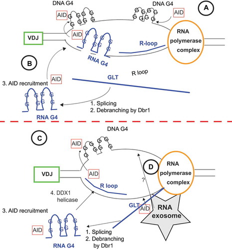 Figure 2. Schematic of R-loop mediated mechanisms of Switch region chromatin remodelling and AID recruitment. A. Model by which active transcription complex guides AID directly to G4 DNA duplexes created from R-loop stabilization/collapse of the Switch region. B. Model by which the germline transcript (GLT) of the Switch region is processed to form RNA G4 complexes, which bind AID and provide sequence homology to Switch region sites whereby AID can bind G4 DNA duplexes. C. Model where in addition to GLT processing from B, DDX1 helicase activity is necessary for converting RNA G4 substrates into R-loops that releases AID to bind to DNA G4 substrates D. Model where RNA exosome surveillance of GLT leads to the recruitment of AID to both DNA strands. All of these models could be occurring simultaneously for efficient DNA targeting and CSR