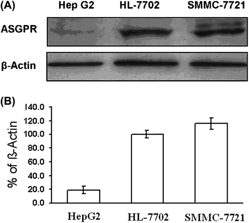 Figure 4. ASGPR expression in the human normal liver cell line HL-7702 and hepatoma cell line HepG2 or SMMC-7721 by Western blotting (A). Quantitative analysis of ASGPR expression in different cell lines (B) (mean ± SD, n = 3).
