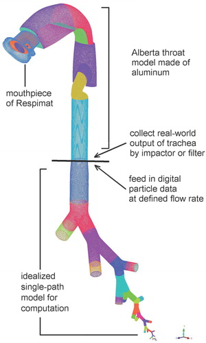 Figure 1. Schematic of two-step study design. The idealized single-path model is shown in an extended view without considering the gravity angle.