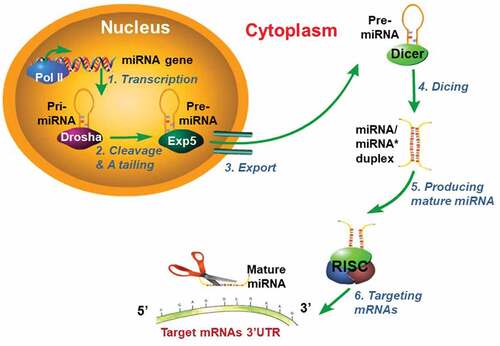 Figure 2. Model for miRNAs biogenesis.