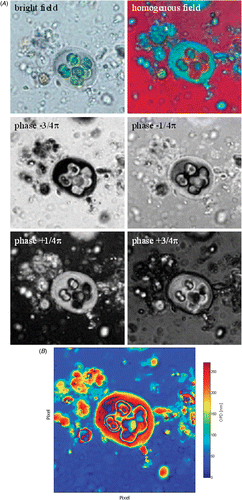 Fig. 2. (A) Determination of OPD by phase-stepping algorithm. This method is suitable for coloured or complex objects like Gloeocapsa. The bright field image shows that the algae have a green colour due to chlorophyll content, so the specific interference colour of the cell in the homogenous field is a mixture in the chlorophyll specific colour. By shifting the overall phase between reference and object wave in four different positions, which differ by a quarter of a wavelength or π/2 (where 2π is a full wavelength) the OPD distribution in the image plane can be calculated by a phase stepping algorithm (Schwider, Citation1983). (B) The result is a false coloured picture, in which OPD can be determined.