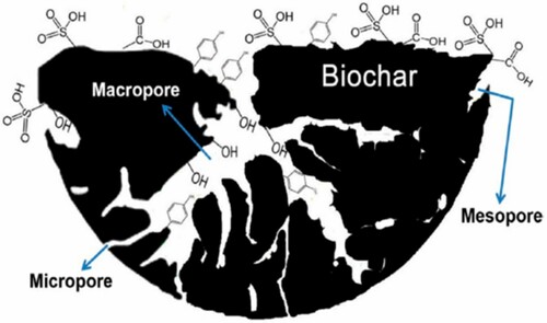 Figure 7. Schematic of porous biochar containing various functional groups (Reproduced from reference (Citation62) with permission from MDPI).