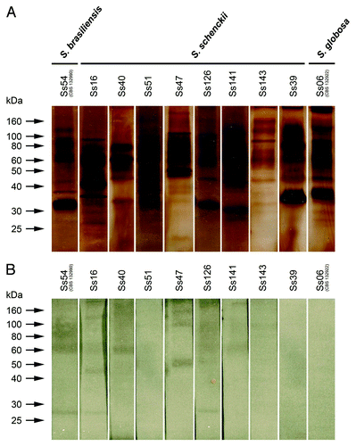 Figure 4. (A) Protein/glycoprotein profile of exoantigens of S. schenckii, S. brasiliensis and S. globosa, detected by SDS-PAGE. (B) Immunogenic molecules from exoantigens recognized by antisera from infected animals—western blot assay. S. brasiliensis isolate Ss54 (CBS 132990); S. globosa isolate Ss06 (CBS 132922) and S. schenckii s. str. isolates Ss16, Ss39, Ss40, Ss47, Ss51, Ss 126, Ss141 and Ss143.