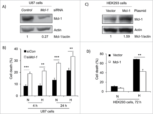 Figure 3. Mcl-1 contributes to cell survival under hypoxia. (A) U87 cells were transfected with siRNA control and siRNA against Mcl-1. The cells were then lysed and western blotted for Mcl-1. Actin was used as a loading control. (B) Cells were placed under hypoxia for 4 and 24 hours where N=normoxia and H=hypoxia. Amount of cell death was determined in cells transfected with siRNA control (siCon) and siRNA against Mcl-1 (siMcl-1) using a trypan blue exclusion assay. (C) HEK293 cells were transfected with expression vector alone or with cDNA for Mcl-1. The cells were lysed and western blotted for Mcl-1. Actin was used as a loading control. (D) The transfected cells were placed under hypoxia for 72 hours where N = normoxia and H = hypoxia. The amount of cell death was determined by trypan blue exclusion assay. * represents statistically significant differences between normoxia and hypoxia. Error bars represent standard error of 3 independent experiments.