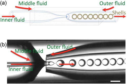 Figure 1. (Colour online) (a) Schematic drawing of the nested capillary set-up used for producing the CLC shells. The CLC is the middle fluid; the inner and outer fluids are isotropic aqueous solutions. (b) Shell production process captured by high-speed video camera. Scale bar is 200 m.