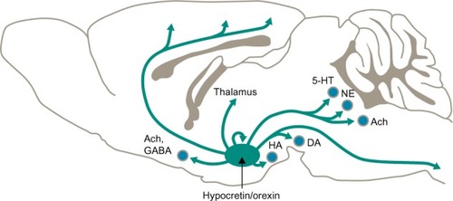 Figure 1 Hypocretin/orexin neuron innervation.