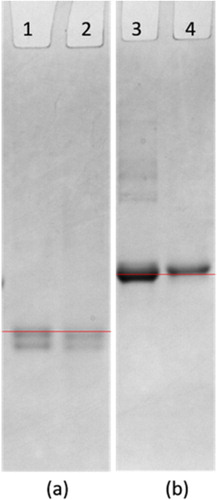Figure 4. polyacrylamide gel electrophoresis image (a) (1: OVA; 2: ACO-EDC-OVA); (b) (3: ACO-EDC-BSA; 4: BSA).