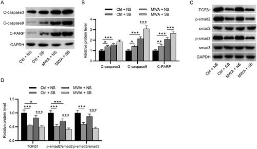 Figure 5. MWA combined with TGF-β1 inhibitor promotes the apoptosis of tumor cells by inactivating the TGF-β1/Smad2/Smad3 in vivo. (A–B) Western blotting to measure the protein levels of cleaved caspase-3, cleaved caspase-9 and cleaved PARP. (C–D) Western blotting to measure the protein levels of TGF-β1, phosphorylated Smad2 and phosphorylated Smad3. Data were analyzed by one-way analysis of variance followed by Tukey’s post hoc analysis and expressed as mean ± SD of three independent experiments. N = 3 mice each group. *p < .05, **p <.01, ***p < .001.