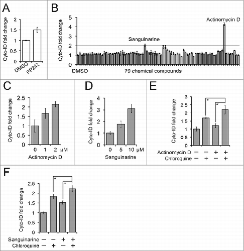 Figure 9. A small molecule screen identified actinomycin D and sanguinarine as autophagy modulators. (A) PP242-induced autophagy in K562 cells. K562 cells were treated with 10 μM PP242 for 4 h. (B) A small molecule screen. K562 cells were added to a 96-well plate preloaded with either vehicle (DMSO) or 79 chemical compounds and then incubated for 4 h. The line represents the cut-off (2-fold increase). (C) Actinomycin D-induced autophagy in K562 cells. (D) Sanguinarine-induced autophagy in K562 cells. (E) Actinomycin D-affected autophagy flux in K562 cells. K562 cells were treated with a combination of 1 μM actinomycin D and 2.5 μM chloroquine for 4 h. (F) Sanguinarine-affected autophagy flux. K562 cells were treated with a combination of 2 μM sanguinarine and 2.5 μM chloroquine for 4 h. All experiments were repeated 3 times and error bars depict means ± s.d.; *P < 0.05.