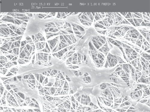 Figure 9 Adhesion of osteoblastic cells to PCL fiber meshes after 7 days in culture: a) flat copper plate, b) screw collector and c) wire net collector.