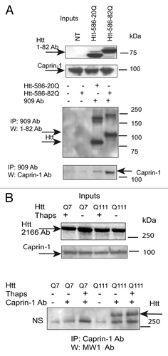 Figure 5. Confirmation of Caprin- 1/Htt interaction by IP-Western blotting. (A) STHdh Q7/Q7 cells were transiently transfected with normal (Htt-N586–20Q) or expanded (Htt-N586–82Q) Htt fragments, lysed 48 h after transfection, and Htt complexes were immunoprecipitated using a specific antibody to Htt (909). Endogenous Caprin -1 was detected in the IPs from transfected cells, but not in non-transfected cells or in control samples without the primary antibody (bottom panel). IPs were also analyzed for the presence of Htt using 1–82 antibody (middle panel). The inputs are shown on the top panels. (B) STHdh Q7/Q7 and Q111/Q111 cells were grown for 48 h with or without incubation with 10 μM thapsigargin for 50 min, and Caprin-1 complexes were immunoprecipitated using a specific antibody to Caprin -1. Expanded Htt proteins were detected in the IPs from STHdh Q111/Q111 cells using MW1 antibody recognizing expanded polyQ, but not in control samples without the primary antibody (bottom panel). NS- non-specific bands . The inputs are shown on the top panels: Normal and expanded Htt proteins were detected using 2166 antibody.