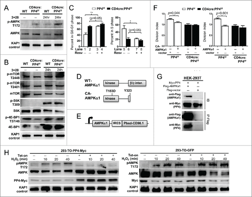 Figure 6. AMPK hyper-activation is induced by PP4 ablation and correlates with retarded T cell proliferation. (A-B) MACS-purified T cells were activated and analyzed by western blot analyses as in Fig. 3A for AMPK activation (panel A), or mTOR activation and mTOR substrate phosphorylation (panel B). Representative protein gel blotting results are shown (n = 3). 3+28, anti-CD3ε+anti-CD28 stimulation. (C) MACS-purified T cells were activated as in Fig. 3A in the presence or absence of 20 μM Resv and 10 μM BrdU. After 48 hr, cells were fixed and analyzed for cell cycle status by intracellular staining of BrdU and 7AAD. Statistical analyses results of gated CD4 T cells are shown (n = 4–5). (D) Schematics of WT- and CA-AMPKα1. (E) Schematics of the bicistronic lentiviral expression vector. IRES, internal ribosome entry site. Pbsd-CD90.1, blasticidin-resistant and CD90.1 fusion gene. (F) MACS-purified T cells were CFSE-loaded and activated as in Fig. 3A in the presence of control lentivirus (vector, with CD90.1 infection marker only) or lentivirus with CA- (left panel) or WT-AMPKα1 (right panel) plus CD90.1 marker for 48 hr. Division indexes of the infected, CD90.1+ CD4 T cells are shown (n = 3–5). (G) Myc-tagged PP4 and flag-tagged AMPKα1 or control flag vector were transiently co-expressed in HEK-293T cells for 24 hr; this was then followed by lysate collection and anti-flag immunoprecipitation. Representative western blotting results from pre-immunoprecipitated lysates (IB, top half) and anti-flag-precipitated fractions (IP-Flag, bottom half) are shown (n = 3). (H) HEK-293 clones with tetracycline-inducible expression of myc-tagged PP4 (293-TO-PP4-Myc, left panel) or GFP (293-TO-GFP, right panel) were treated with 2 μg/ml tetracycline (Tet-on) for 24 hr; this was then followed by the addition of 1 mM H2O2 for the indicated time. Representative protein gel blot results from 3 independent clones are shown (n = 3). See Supplemental Figure S1F for flow cytometry gating strategies.