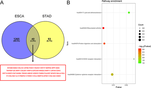 Figure 2 Functional enrichment analysis of genes. (A) The Venn diagram was used to screen genes that were upregulated in both ESCA and STAD; (B) The diagram of genes for KEGG pathway enrichment analysis. The color indicates the p-value (from the lowest in green to the highest in red), and the bubble size indicates the number of genes.