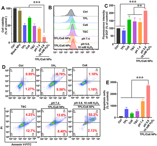 Figure 3 (A) Cytotoxicity of TPL/Ce6 NPs against HepG2 cells with laser irradiation after 48 h treatment. (B) ROS generation in HepG2 cells after various treatments as determined by FCM analysis. (C) Amount of ROS produced. (D–E) Apoptosis rates of HepG2 cells treated with TPL/Ce6 NPs (equivalent to 20 nM TPL and 54 nM Ce6) for 48 h using Annexin V-FITC/PI double staining by FCM analysis. ***p < 0.001 and **p < 0.01 indicates a statistically significant difference between the groups.