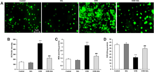 Figure 2 Effect of SAL on oxidative injury in HaCaT cells. (A) Intracellular ROS production was detected by DCFH-DA staining, which shows green fluorescence (200×). (B) DCFH-DA fluorescence intensity is reduced by SAL in UVB-induced HaCaT cells. MDA content (C) and SOD activity (D) were measured to evaluate the oxidative stress. Data are shown as the mean ± SD of three independent experiments. ***P<0.001 vs control group; ###P<0.001 vs UVB group.