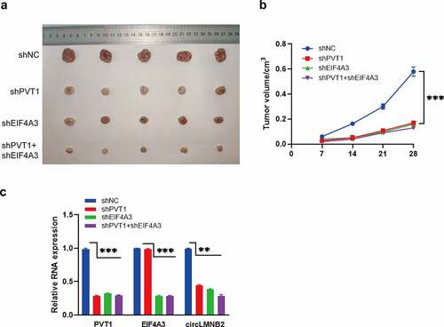 Figure 7. PVT1 and EIF4A3 knockdown suppressed LUAD tumor growth. (a) The representative pictures of xenograft tumor per group were displayed (n = 5). (b) The tumor volume was calculated every 7 days. (c) The relative expression of PVT1, EIF4A3, LMNB2 and circLMNB2 was measured by qPCR. * p < 0.05, ** p < 0.01, *** p < 0.001.