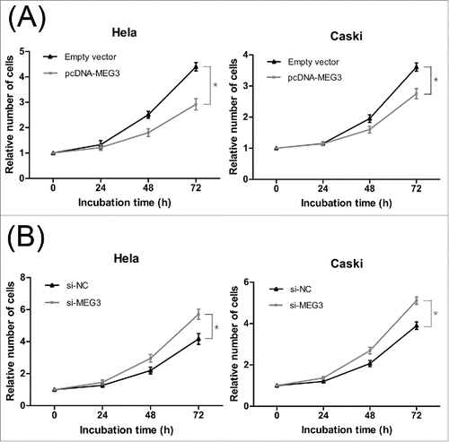 Figure 2. Effects of MEG3 on cervical cancer cells proliferation in vitro. (A) Upregulated MEG3 expression dramatically decreased the ability of Hela and CaSki cells proliferation by CCK-8 assay. (B) Downregulated MEG3 expression dramatically increased the ability of Hela and CaSki cells proliferation by CCK-8 assay. ＊P < 0.05.