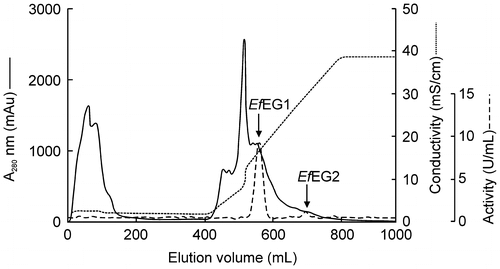 Fig. 5. Elution profile of EG isozymes in E. fetida Waki from the DEAE-Toyopearl column.