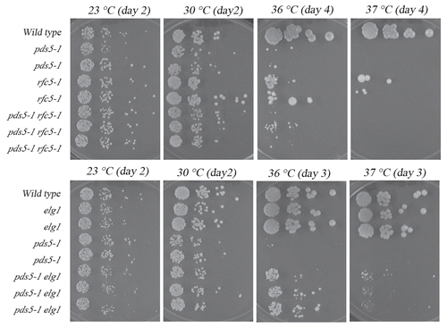 Figure 5 Growth analyses of pds5-1 cohesion-defective strains in the presence of additional rfc5-1 or elg1 mutations. Top row: rfc5-1 mutation neither suppresses nor exacerbates pds5-1 mutant cell conditional growth. Growth of 10-fold serial dilutions of wild-type, pds5-1 and rfc5-1 single mutant strains and pds5-1 rfc5-1 double mutant strains (three independent isolates shown). Colony growth shown for cells on rich medium plates maintained at 23°C, 27°C and 37°C. Bottom row: elg1 deletion suppresses pds5-1 mutant cell conditional growth. Growth of 10-fold serial dilutions of wild-type, pds5-1 and elg1 single mutant strains compared to pds5-1 elg1 double mutant strains (three independent isolates shown). Colony growth shown for cells on rich medium plates maintained at 23°C, 27°C and 37°C.